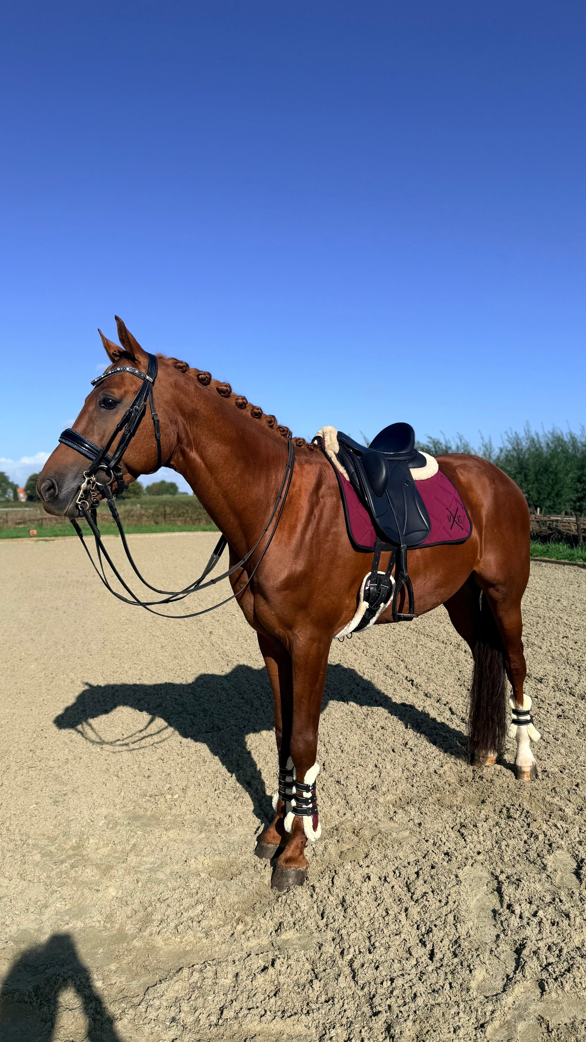 VE Dekje Dressuur Bordeaux